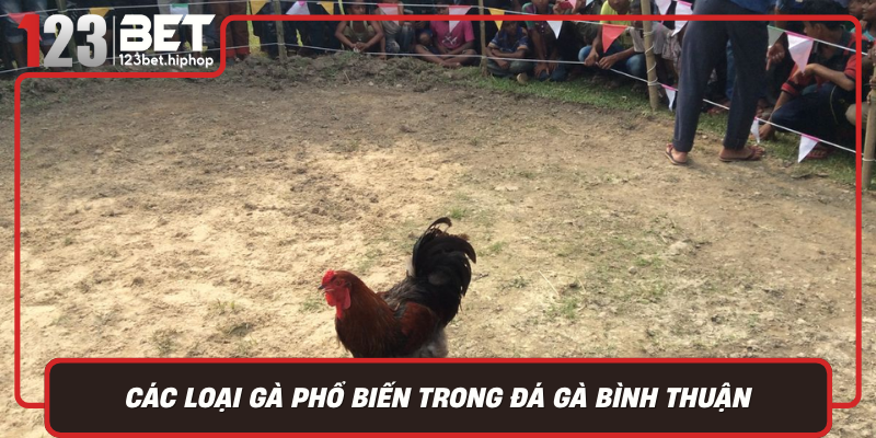 Cac Loai Ga Pho Bien Trong Da Ga Binh Thuan