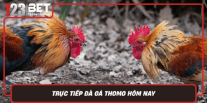 Truc Tiep Da Ga Thomo Hom Nay