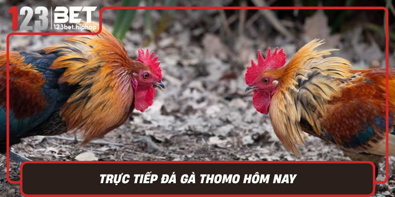 Truc Tiep Da Ga Thomo Hom Nay