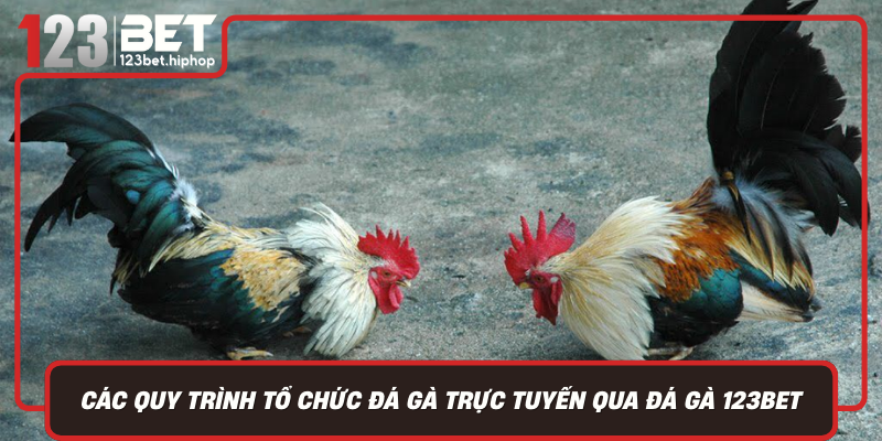 Các Quy Trình Tổ Chức Đá Gà Trực Tuyến Qua Đá Gà 123Bet – Công Nghệ Tiên Tiến Đảm Bảo Công Bằng